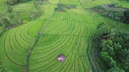 Beautiful morning view indonesia Panorama Landscape paddy fields with beauty color and sky natural