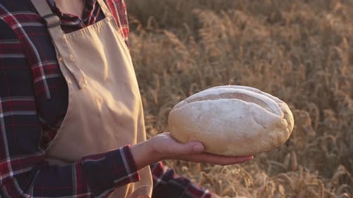 Young woman without face uses fresh bread in wheat field. Setting sun in wheat field, woman in apron