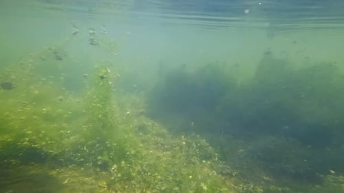 Unterwasseraufnahme von Wasserpflanzen und Moos in einem Flussbach