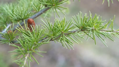 Colorful brown cone on the left side of a green pine branch