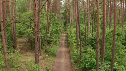 Aerial Drone Shot Flying Along the Road in the Pine Forest on a Summer Day Camera Tilt