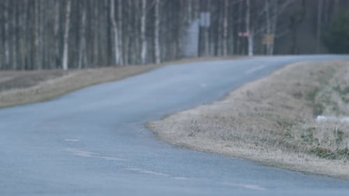European roe deer flock eating on rape raps field in evening dusk