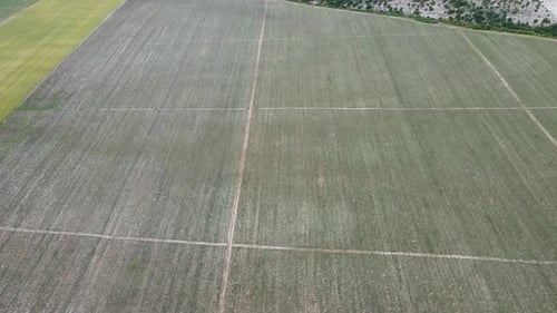 Aerial Lavender Fields Endless Rows of Blooming Lavender Fields on Summer Sunset Time Lavender Oil