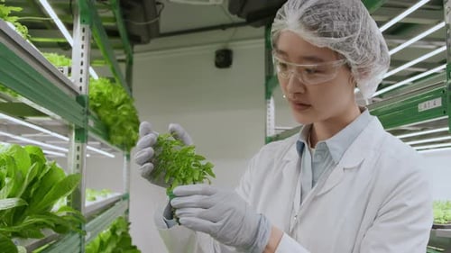 Asian Agricultural Scientist Examining Plug Plant in Lab
