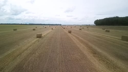 Yellow field with harvested wheat and hay bales. Aerial view of the field with square bales
