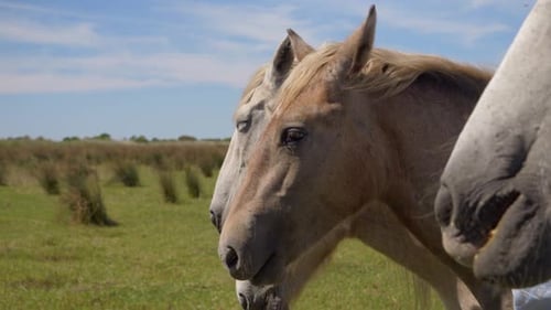 Brown and white horse eating grass in a field in Camargue, France.