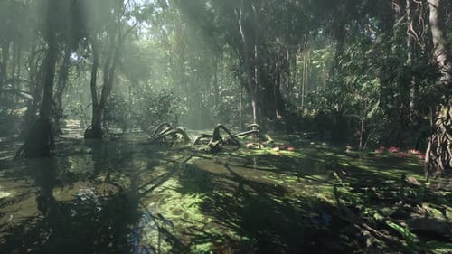 Emerald Swamp in the Heart of a Tropical Rainforest During the Morning Light