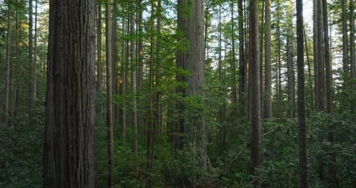 Exploring the Majestic Redwood Forests of California's Scenic Outdoors