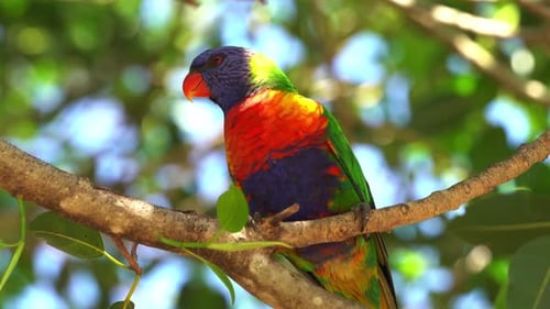 Buntes und lebendiges Gefieder, wilder Regenbogenlori, Trichoglossus moluccanus, der auf dem Baum hockt