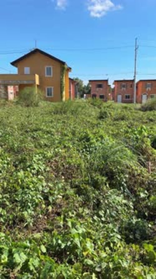 Ground level view of house pathway covered with tall wild grass and signs of abandonment.