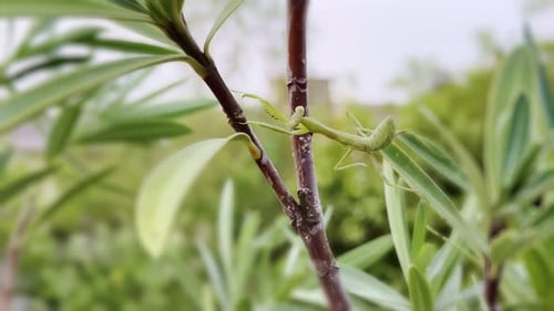 praying mantis walking carefully on tree branches , closeup shot of Praying mantis on plants.