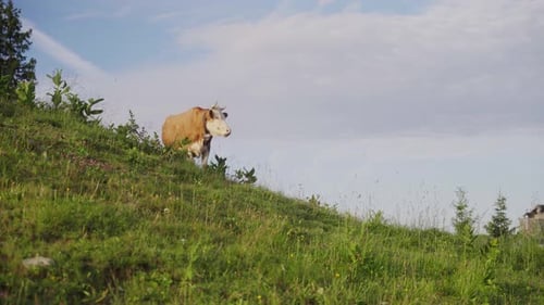 Cow Grazing on a Green Hillside Under Blue Sky