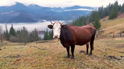 Brown and White Cow Standing on the Green Grassy Hill in the Mountains Grazing on the Pasture with