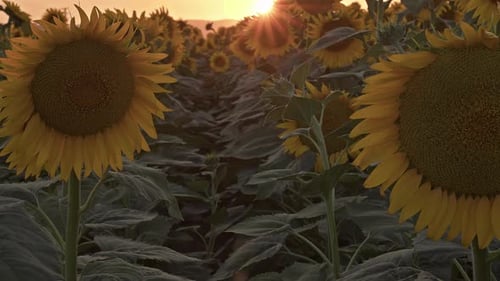 Sunflower Dancing In The Sunset Wind Sunflower Field