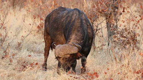 African Buffalo Feeding In Natural Habitat, Kruger National Park