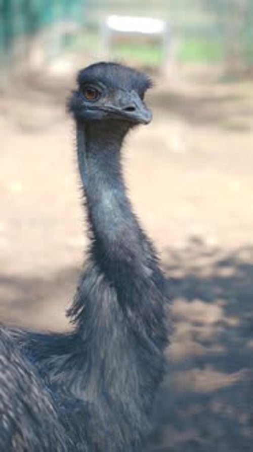 Emu Explores Its Surroundings in a Natural Habitat