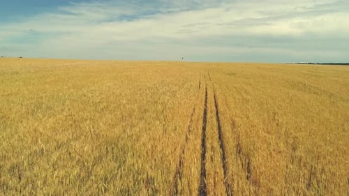 Field of Ripe Wheat