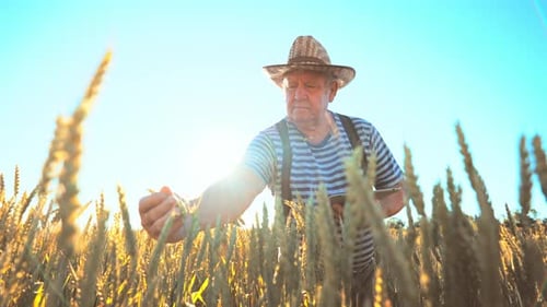 Farmer with Digital Tablet Walks Across Wheat Field of Light of Sun