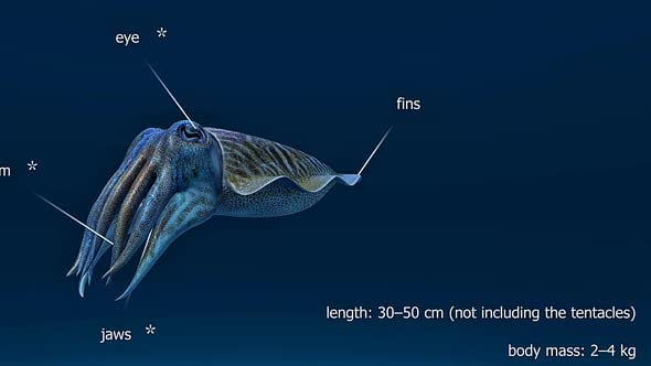 Common Cuttlefish Anatomy, Backgrounds Motion Graphics ft. cuttlefish ...