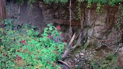 Tranquil Cave With Trees And Vines In The Deep Forest