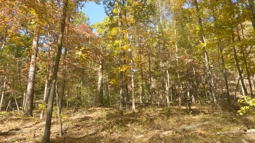 POV From Car Driving In The Road Along The Forest During Autumn.