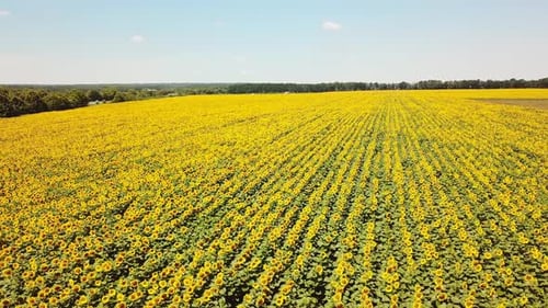 Flying Over the Fields of Blooming Sunflowers. Aerial View Of The Sunflower Field.