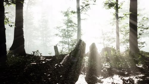Sun Rising in a Forest with Fog