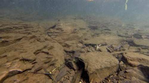Les écrevisses rampent et se cachent sous les rochers dans le lit d'un cours d'eau. De petits poissons nagent à proximité.