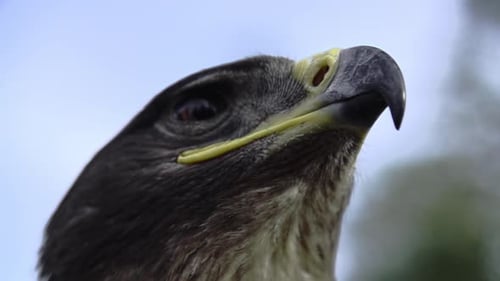 Eagle, hawk close up with a honorable face of American flag
