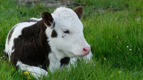 A Young Baby Cow Resting on a Meadow in Ireland