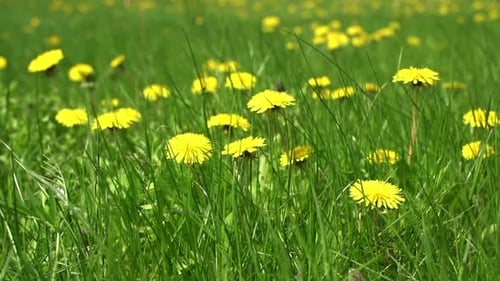 Summer Field of Dandelions in Green Grass Under the Sun