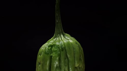 A Bitter Gourd Rotating on Black Background Closeup a Vegetable Often Used As an Ingredient in
