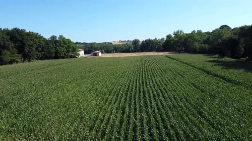 rural landscape with organic corn field and stone buildings on the background, aerial view