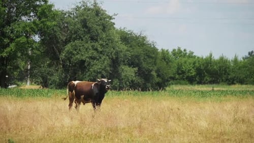 Beautiful Cow Grazing in a Meadow Near the Village Slow Motion
