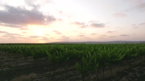 Rows of ripe green Vineyard at sunset, Aerial view