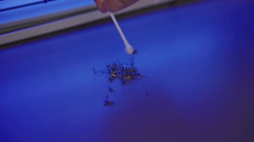 Close up of Mosquitoes Being Swabbed for Testing