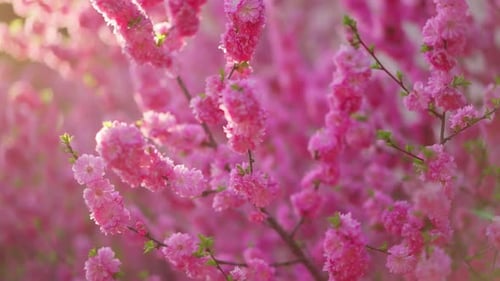 Dense Pink Blooms Create Dreamy Spring Scene