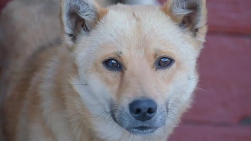 Der Hund schaut in die Kamera und wedelt mit dem Schwanz, Zeitlupenporträt eines roten Hundes