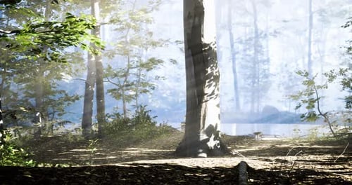 Sunlight Filtering Through Trees By a Serene Forest Lake at Dawn