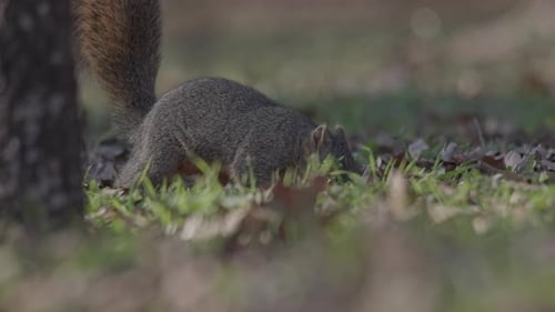 Eichhörnchen auf der Suche nach Nahrung