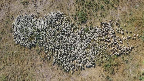 Sheep grazing on a mountainside pasture, Aerial view.