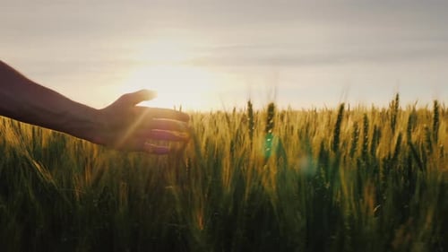 Hand Touching Wheat in Golden Field at Sunset