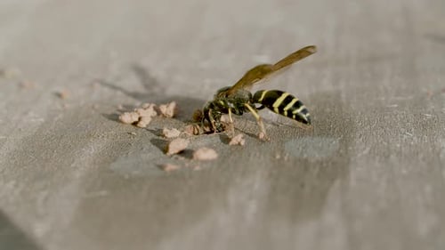 Guêpe potière ou maçonne