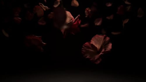 Falling Pink Flower Petals and Blossoms on Black Background