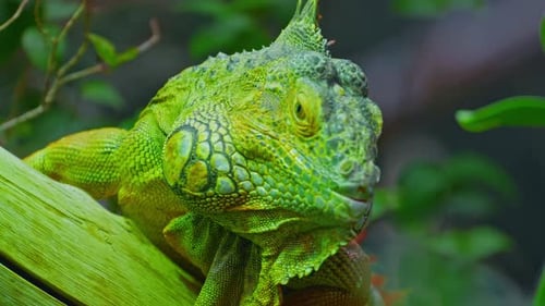 Green Iguana Large Arboreal Herbivorous Lizard Species Iguana on the Tree Branch Closeup