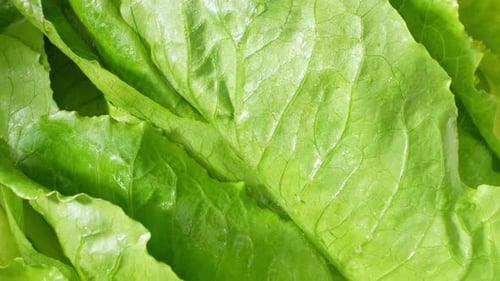 Close-up showcases a green cos lettuce.