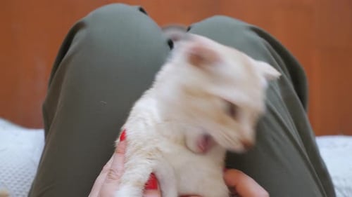 Ginger Kitten Held in Hand Yawns and Bites