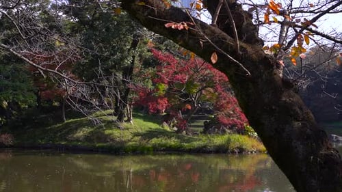 Slow motion slider shot inside Japanese landscape garden with pond during fall