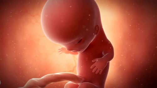 Realistic medical illustration of a human fetus developing inside womb