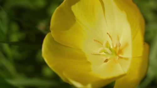 Vibrant Yellow Tulip Blossom in Close Up